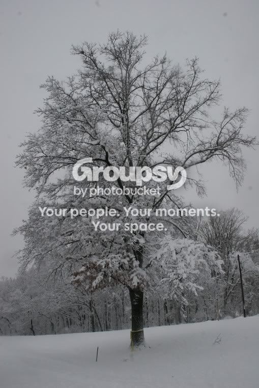 Snowy008.jpg