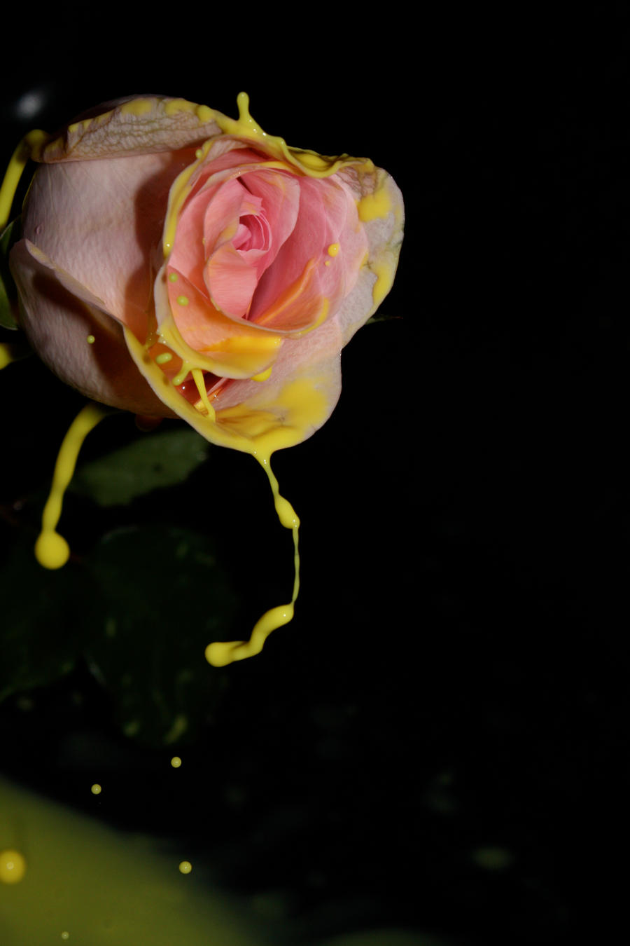 Rose_and_colors1_by_mack1time.jpg