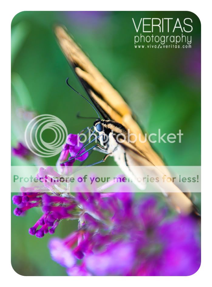 louisville-butterflycopy.jpg