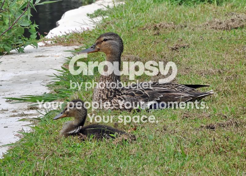 Duckmombaby5053resized.jpg