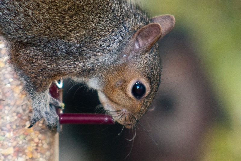 Squizzle-0028.jpg