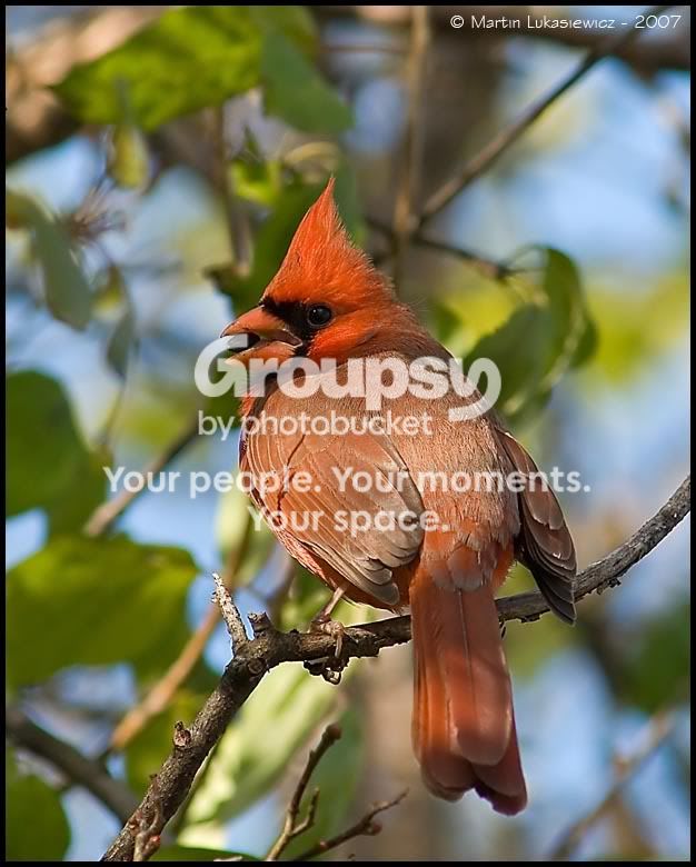 NorthernCardinal20.jpg