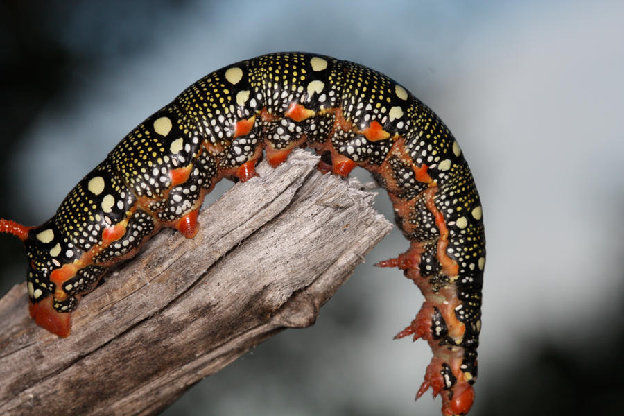 Caterpillar_BOKAH_by_mack1time.jpg