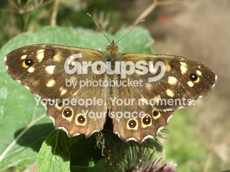 Butterfly800x600.jpg
