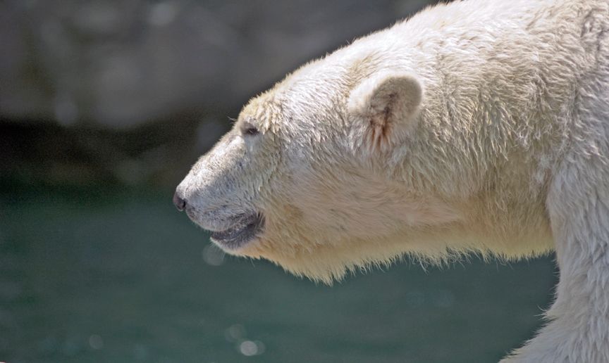 Polar052906004.jpg