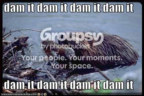damitbeaver.jpg