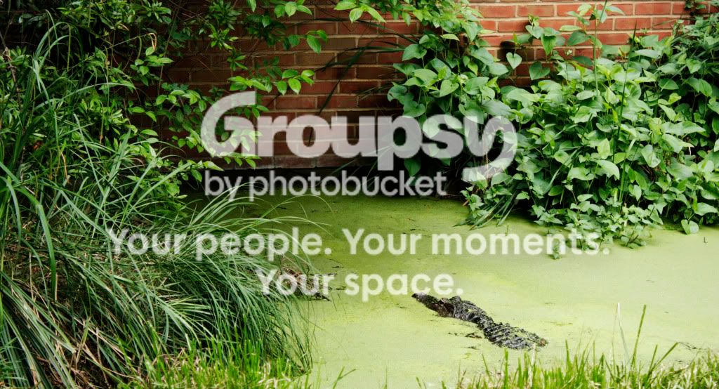 alligator.jpg