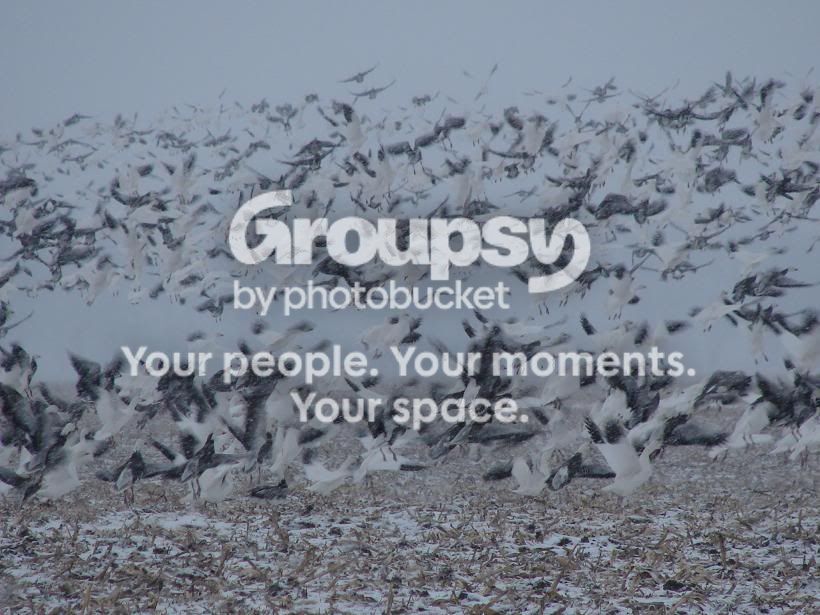 snowsinsnow1.jpg