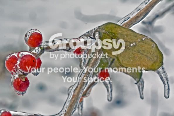 Berries--leaf-0151.jpg
