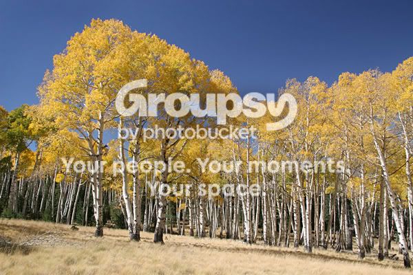 aspen_8732share.jpg