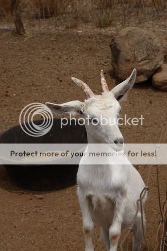 1273109829_58ab2c457a.jpg