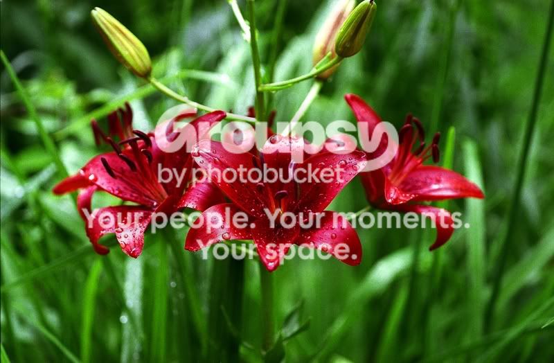 Flowers_800.jpg