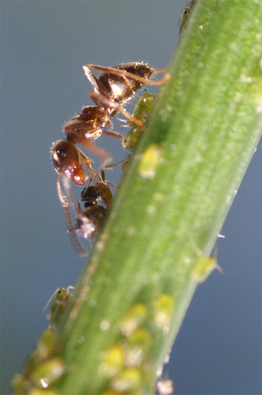 ant2.jpg