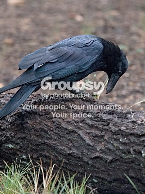 raven.jpg