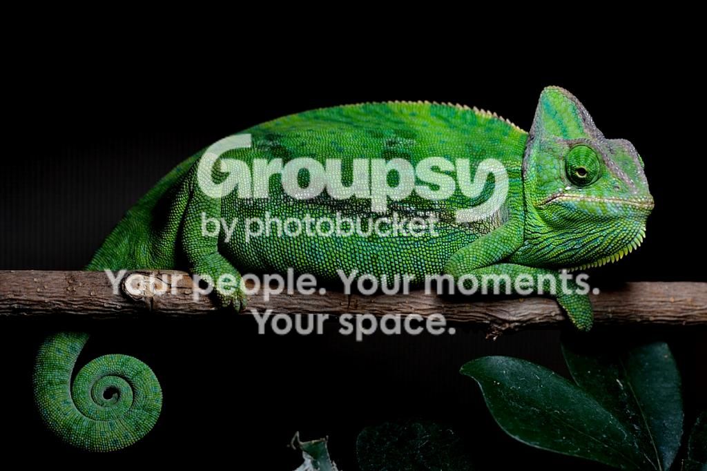 pascal1-12-15_zpsc83c52c4.jpg