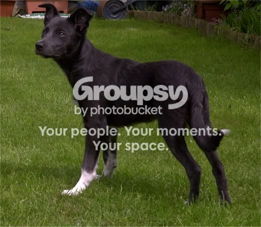 pickle_10.jpg