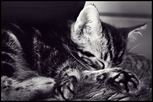 3693896022_8386d4fc98.jpg