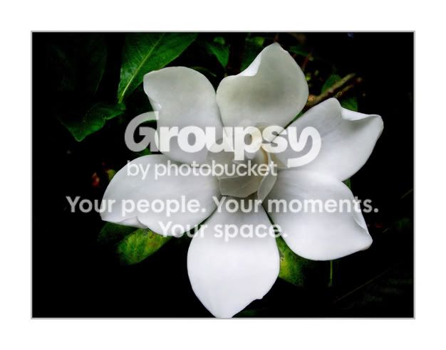 whitebloom.jpg