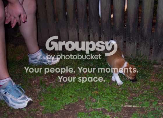 webpuppy-006.jpg