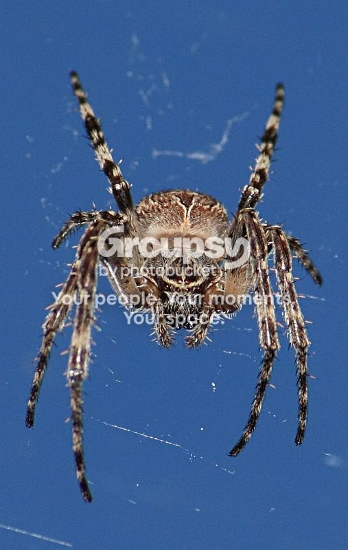 Spider9-10rs.jpg