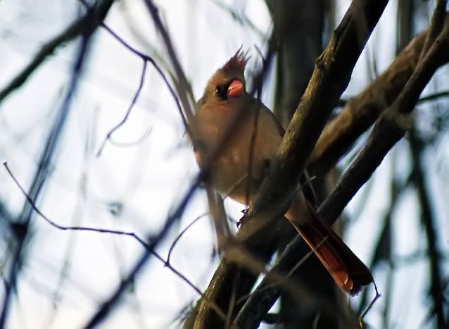 female_cardinal1_noise_removed.jpg
