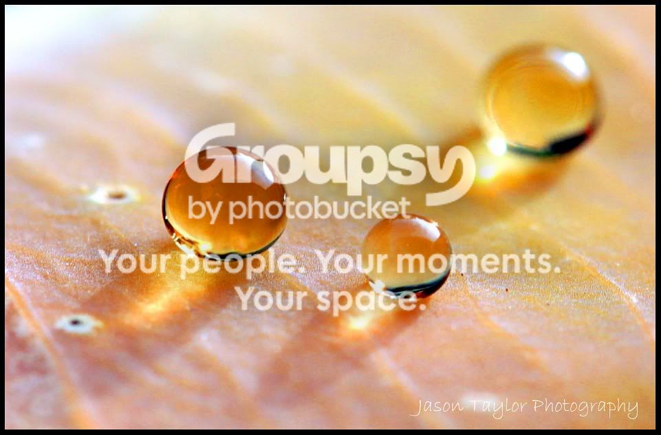 goldendroplets.jpg