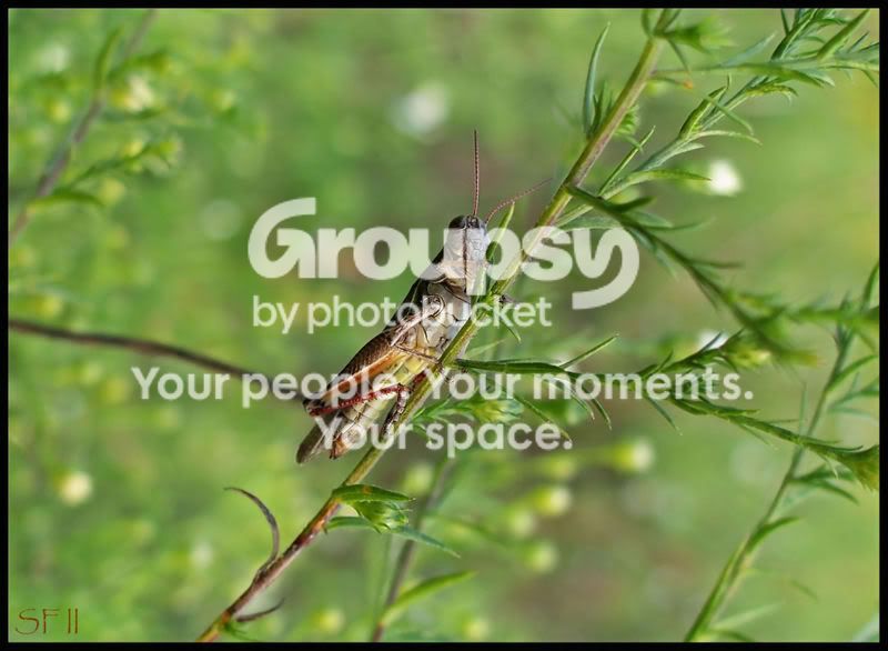 grasshopperatanangle.jpg