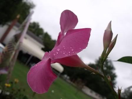 Flowermacro.jpg
