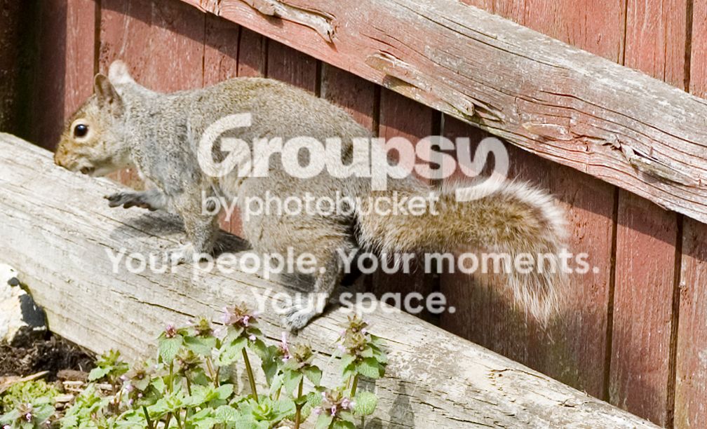 Squirrel040206003.jpg