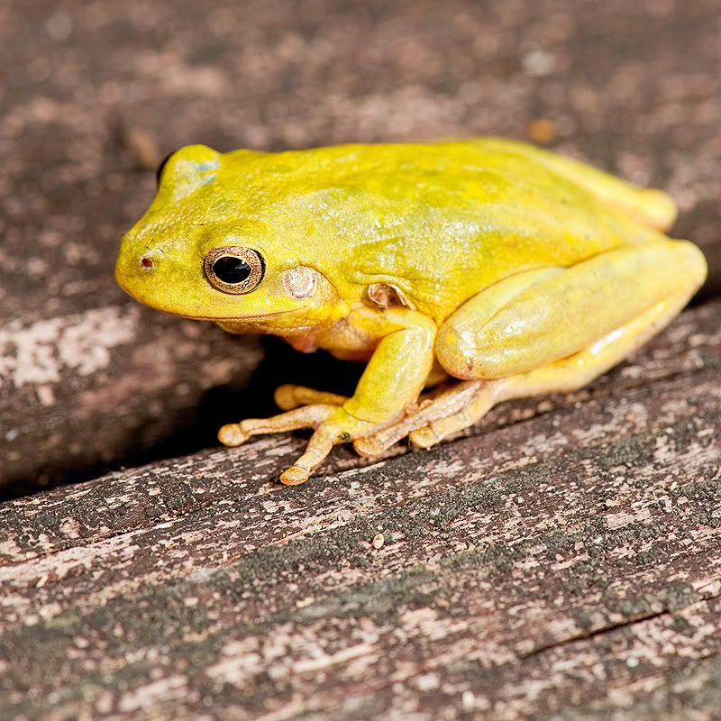 Yellow Frog | The Photography Forum