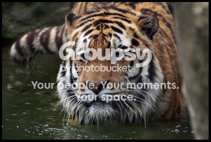 AmurTigerwading3.jpg