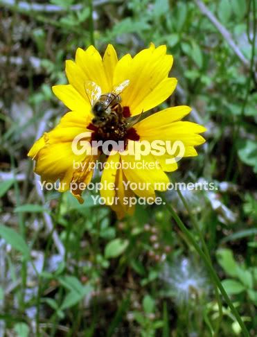 bumblebee.jpg