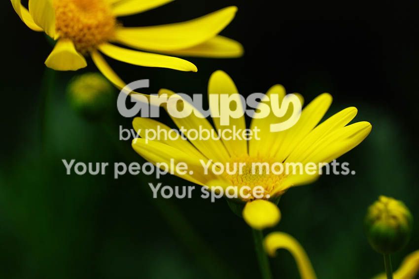 yellow1.jpg