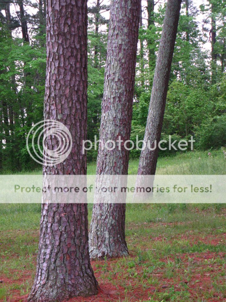rowoftrees2.jpg