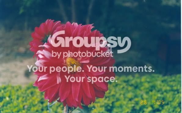flower7.jpg