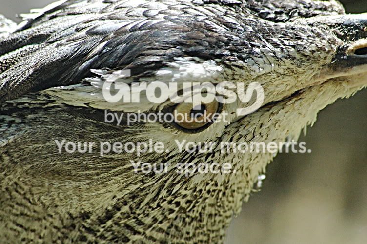 birdresize.jpg
