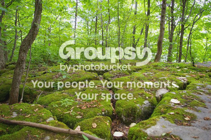 mossy.jpg