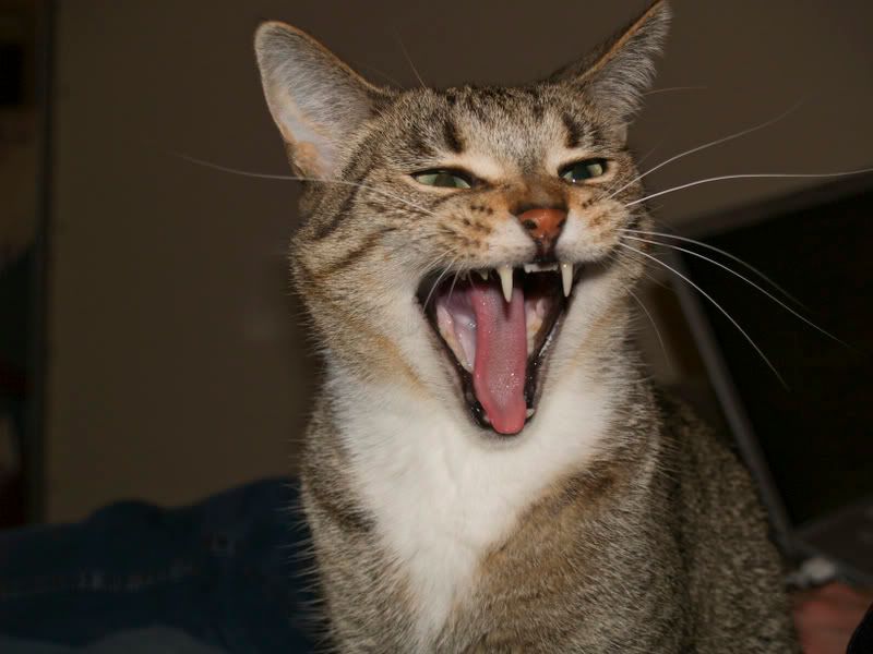 HarleyYawn.jpg