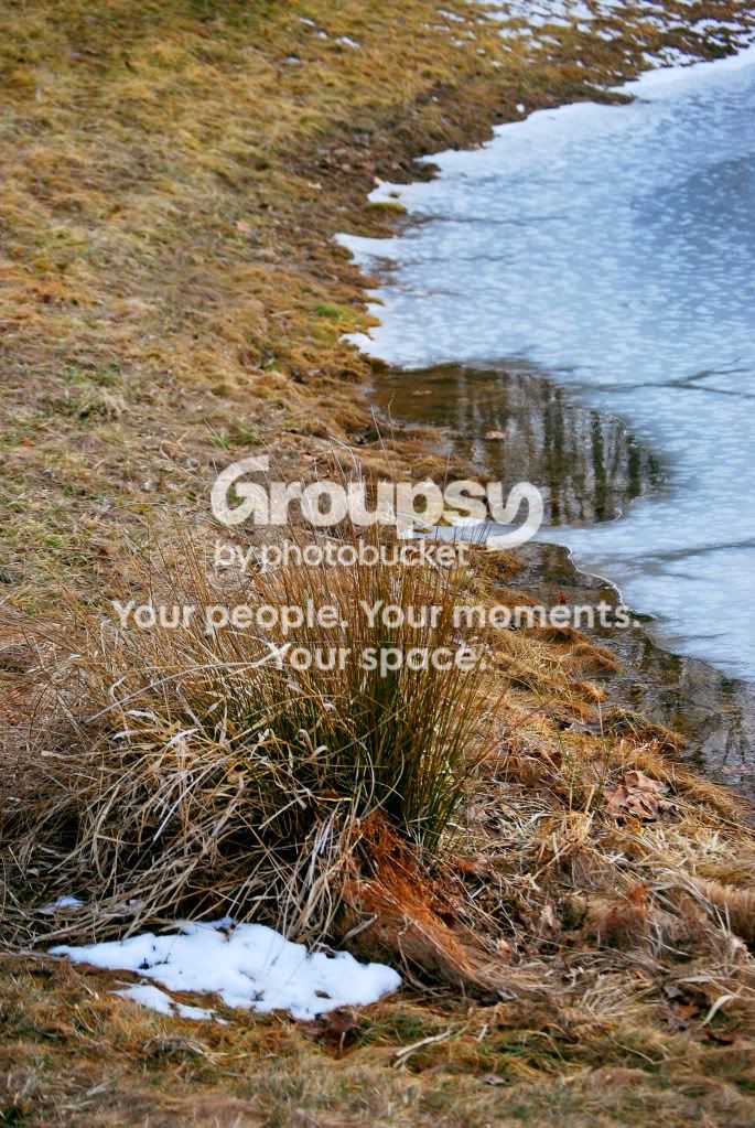 FrozenPond.jpg
