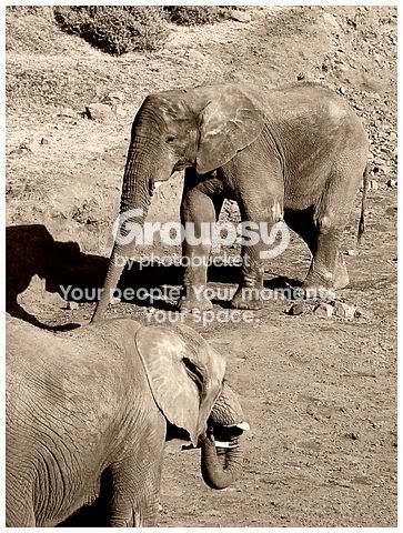 elephant640x480.jpg