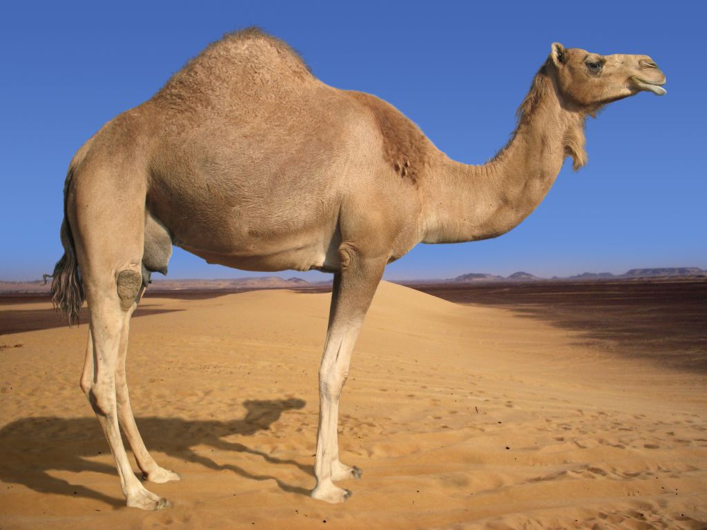 Arabian-Camel-1024x768.jpg
