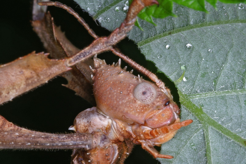 phasmid_12.jpg