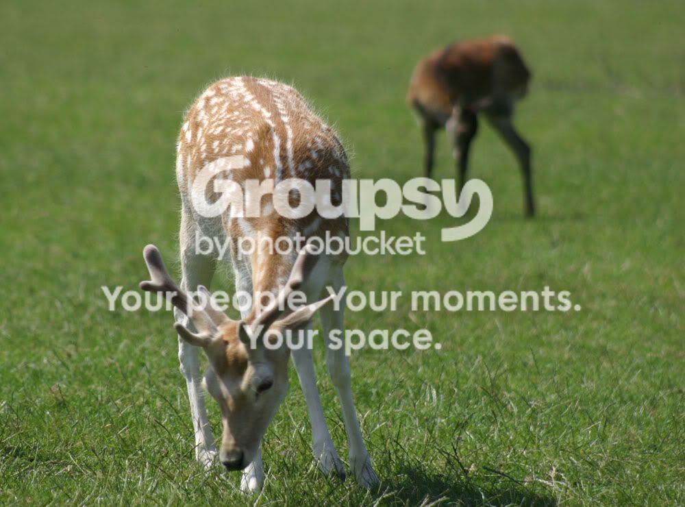 IMG_2234resize.jpg