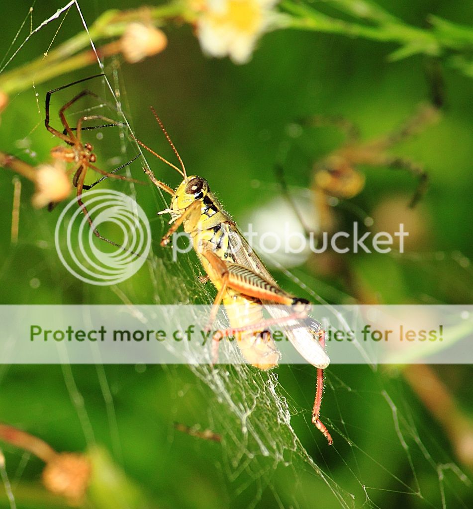 SpiderVsGrasshopperRS.jpg