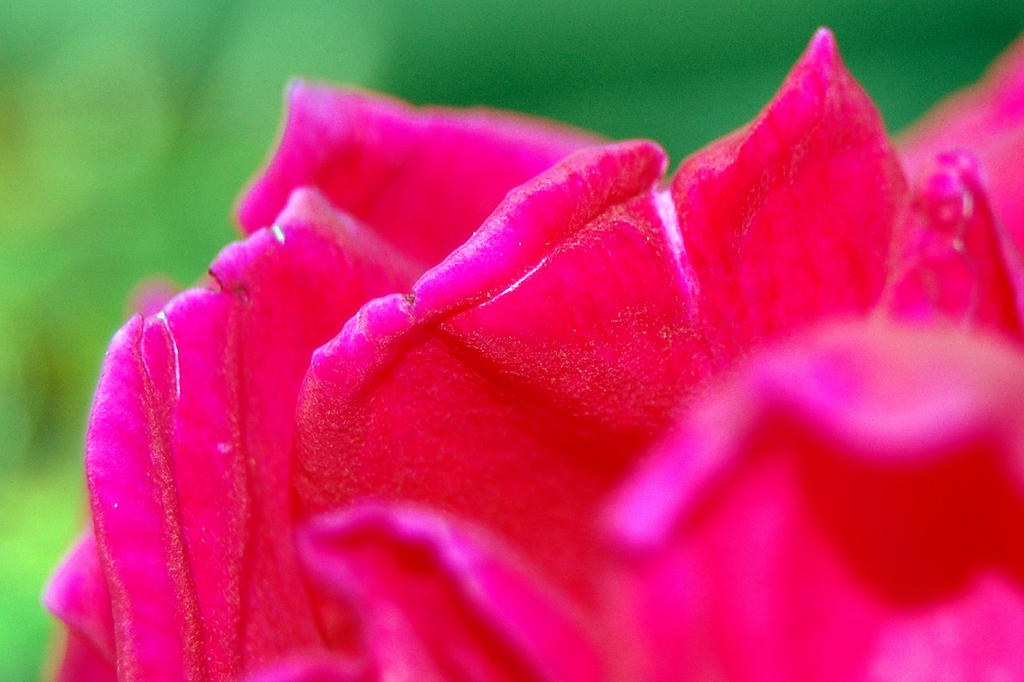 Rose_Petal_by_Dominick_AR.jpg