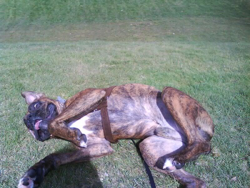 Rocko3-20-201013.jpg