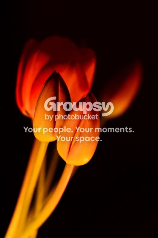 earthhour.jpg