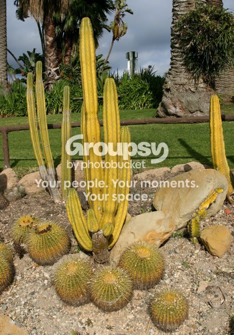 cactus.jpg