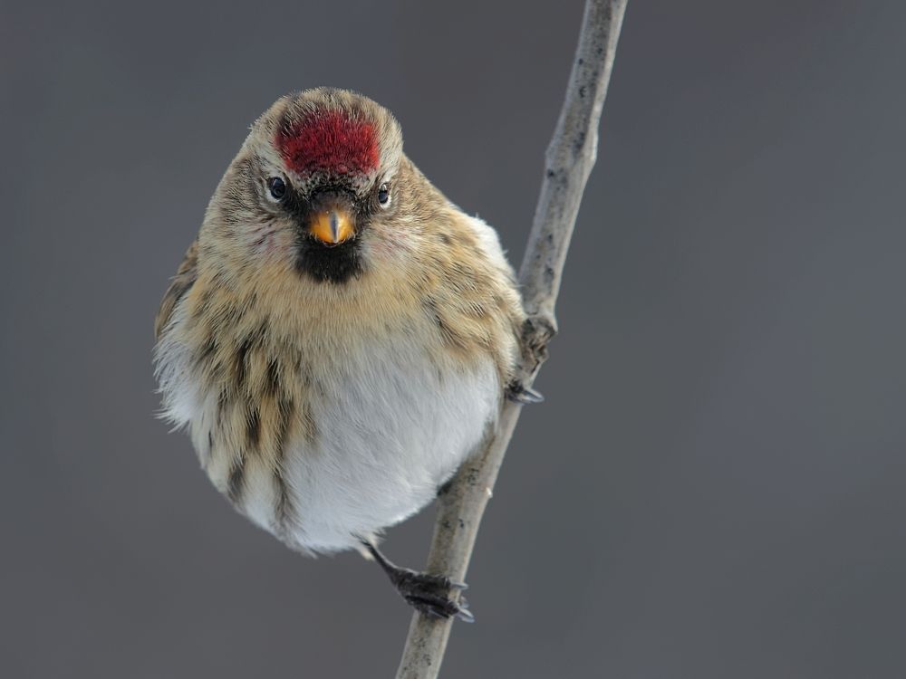 Redpoll%2022%20Dec%2015%20dxo_zpsprkucu8q.jpg