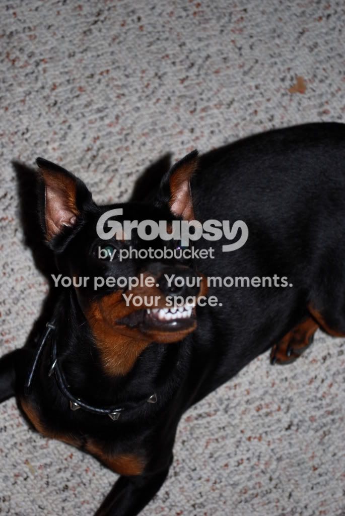 Puppy084.jpg